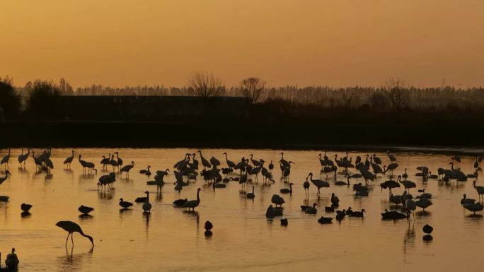 夕阳下的白鹤和其他侯鸟聚集活动