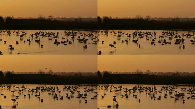 夕阳下的白鹤和其他侯鸟聚集活动