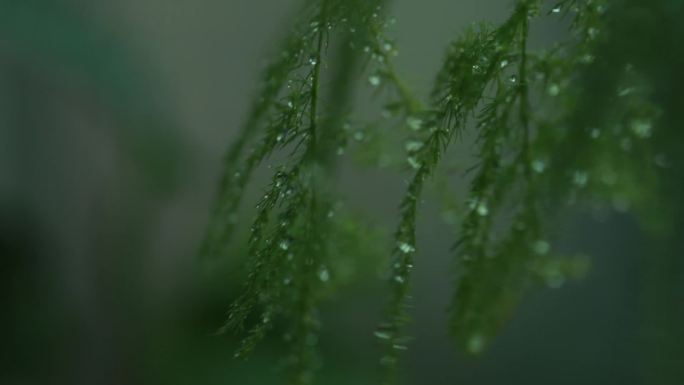 下雨中的植物大合集