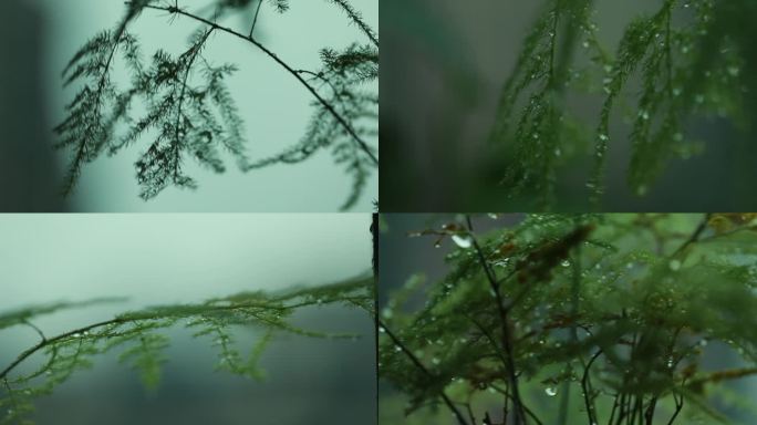 下雨中的植物大合集