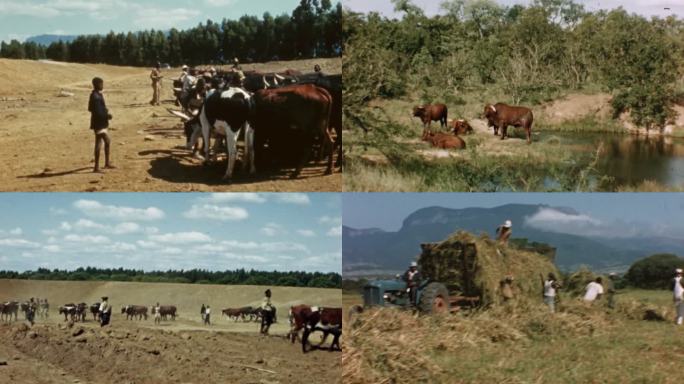 上世纪非洲村庄农民养牛劳动生活