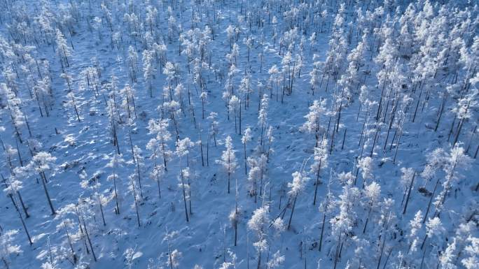 航拍林海雪原银色松林