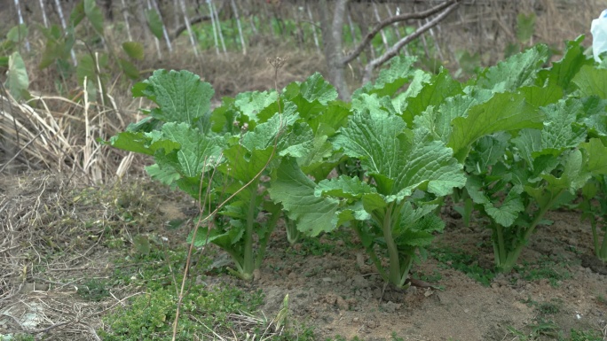 钱排大芥菜种植房屋附近【4K画质】