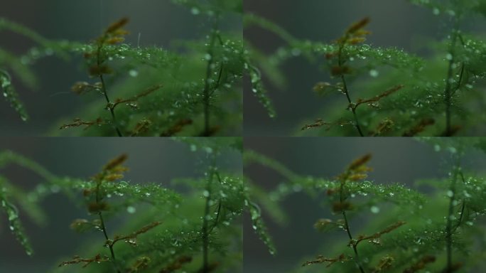 雨中的植物特写