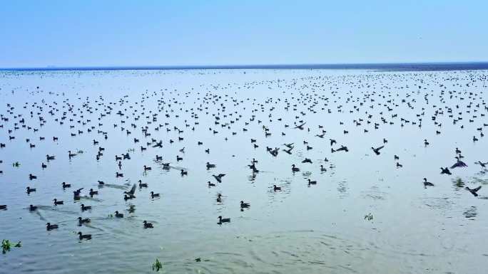 湖南岳阳洞庭湖湿地鸟群