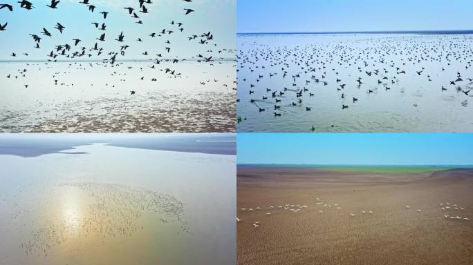 湖南岳阳洞庭湖湿地鸟群