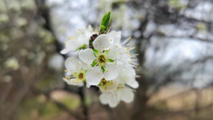 千树万树梨花开