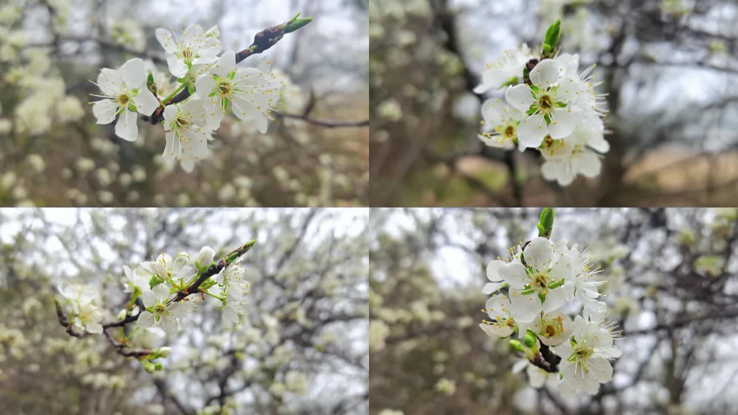 千树万树梨花开