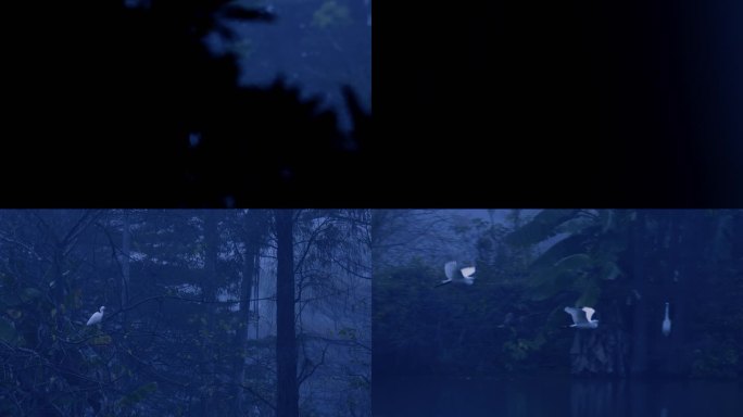 环保素材：蓝调湖面晨雾中的白鹭