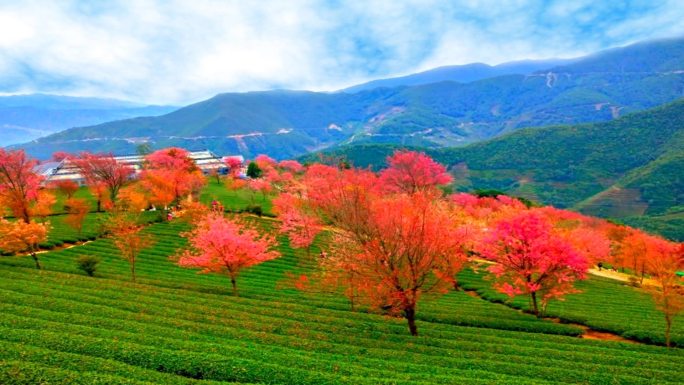 美丽的茶山风景
