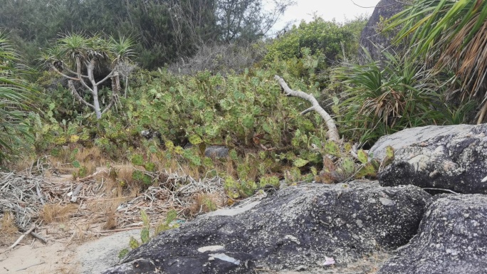 仙人掌 海滩 海边 植物 A