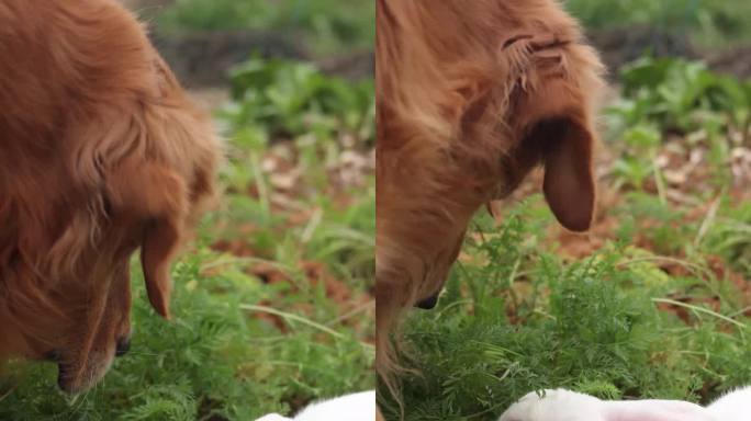 在菜地里吃菜的兔子和金毛犬