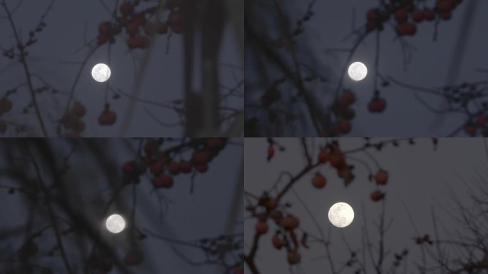 柿子树剪影和月亮