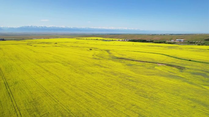 新疆伊犁昭苏油菜花海 自然风光雪山航拍