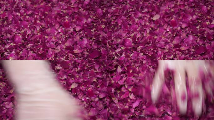 干玫瑰花瓣手工清洗