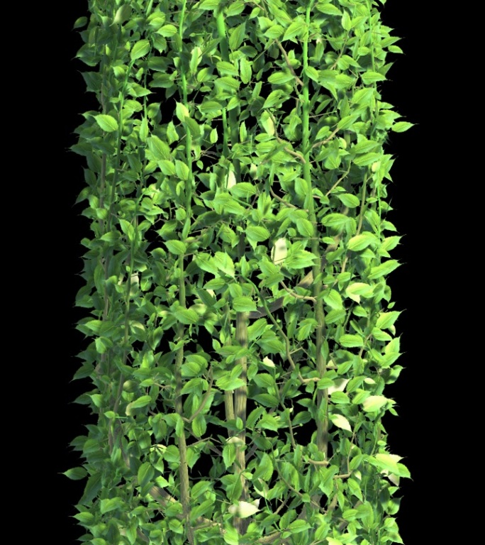 绿色藤蔓植物生长