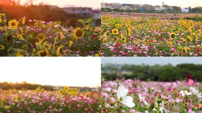 花 花儿 花朵 农业观光 向日葵