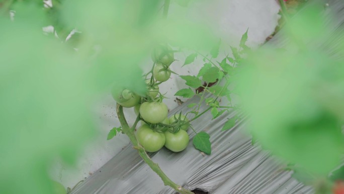 【4K实拍素材】多段番茄大棚种植实拍素材