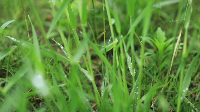 唯美雨后景色 唯美雨后空镜 唯美树叶小草