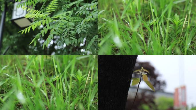 唯美雨后景色 唯美雨后空镜 唯美树叶小草