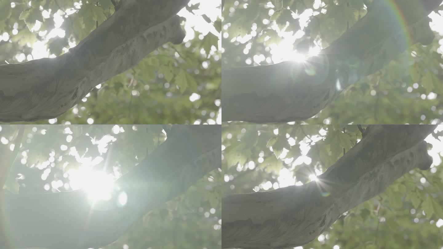阳光传过树叶缝隙 冲光镜头