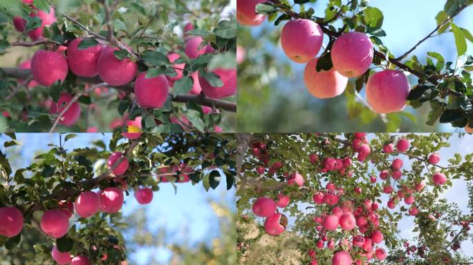 静宁苹果种植