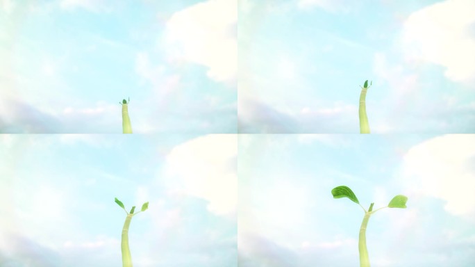 树苗种子发芽延时三维动画视频素材