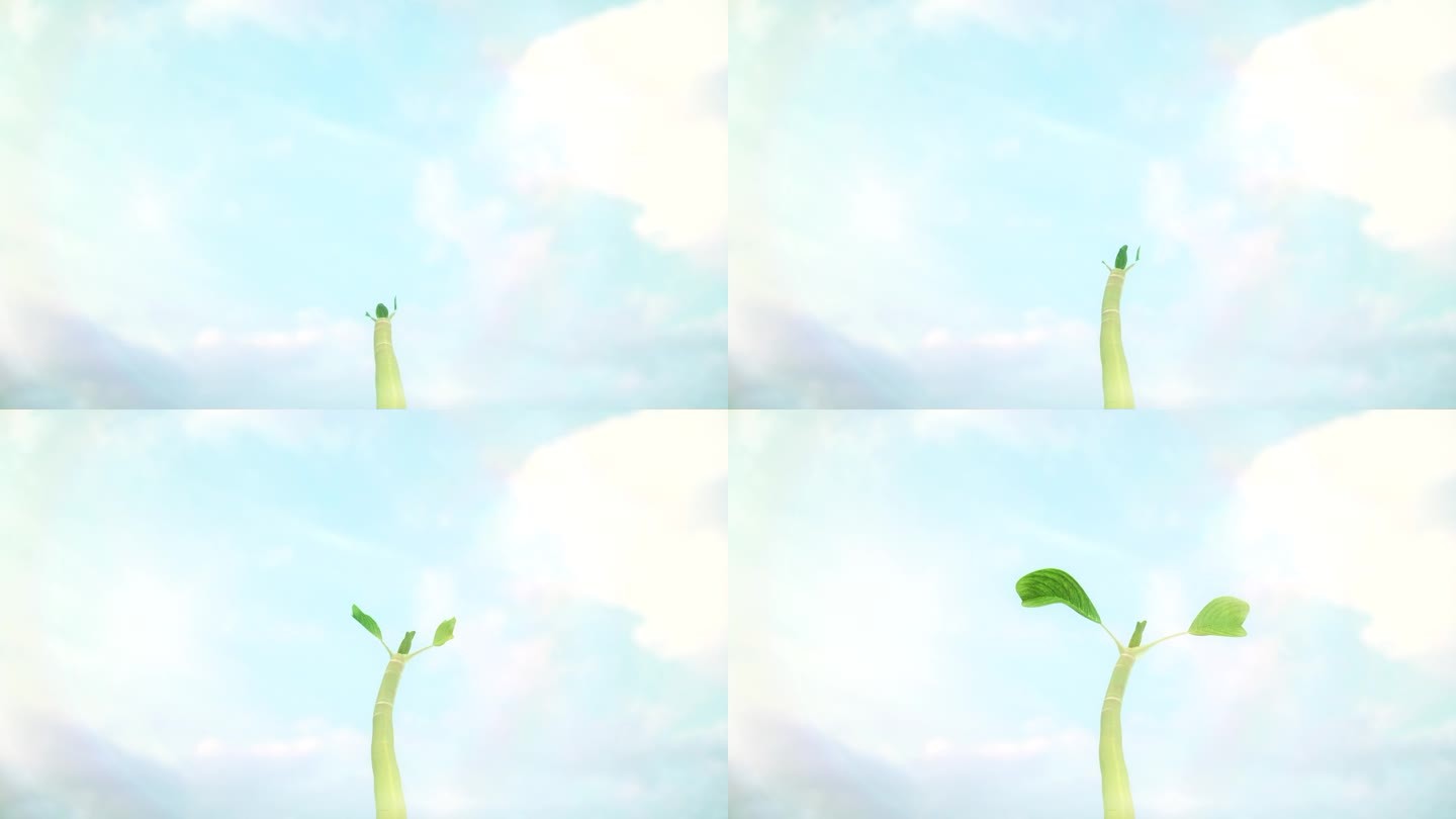 树苗种子发芽延时三维动画视频素材