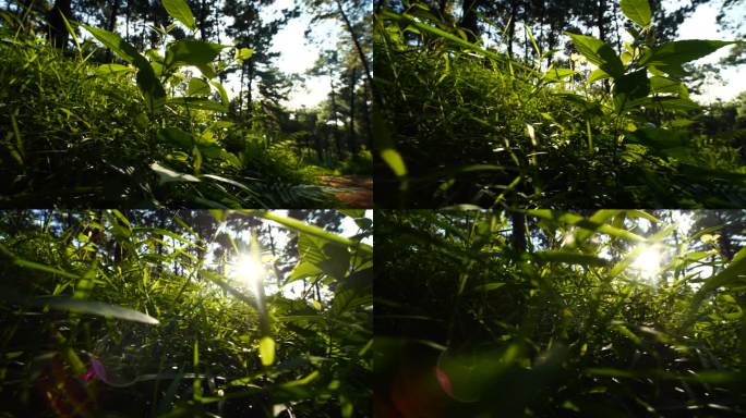 阳光 森林 绿植