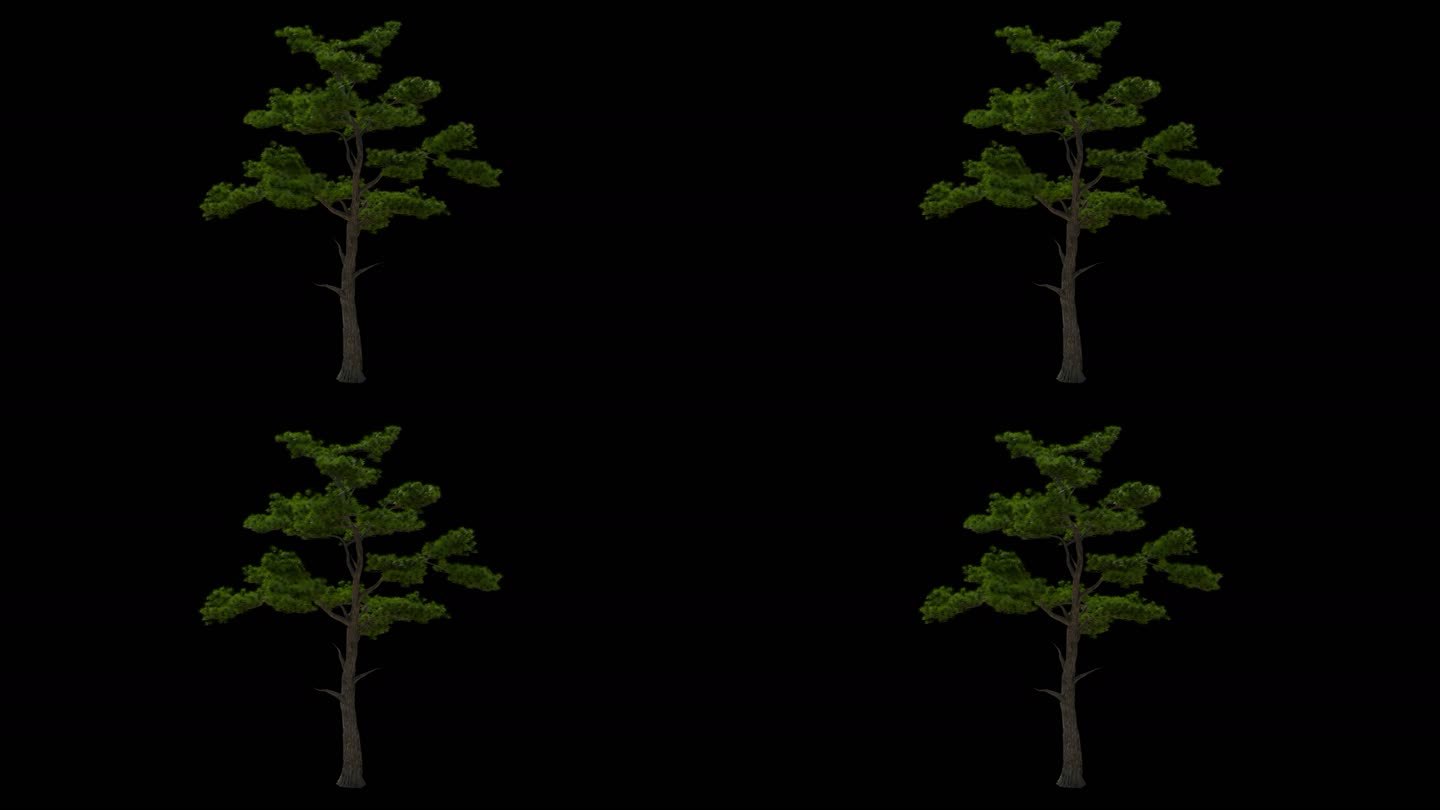4K松树循环动画带透明通道视频素材