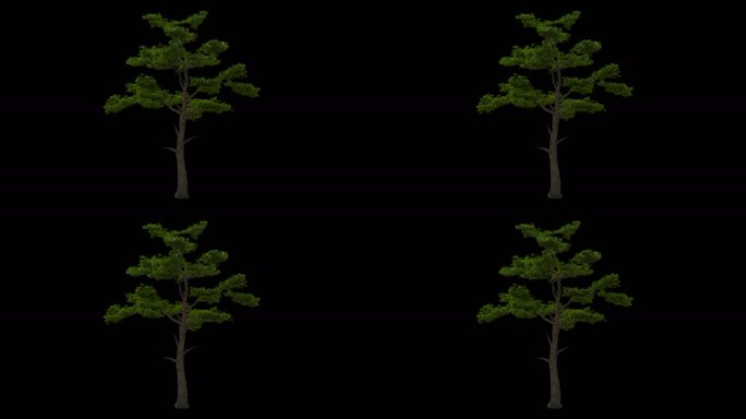 4K松树循环动画带透明通道视频素材