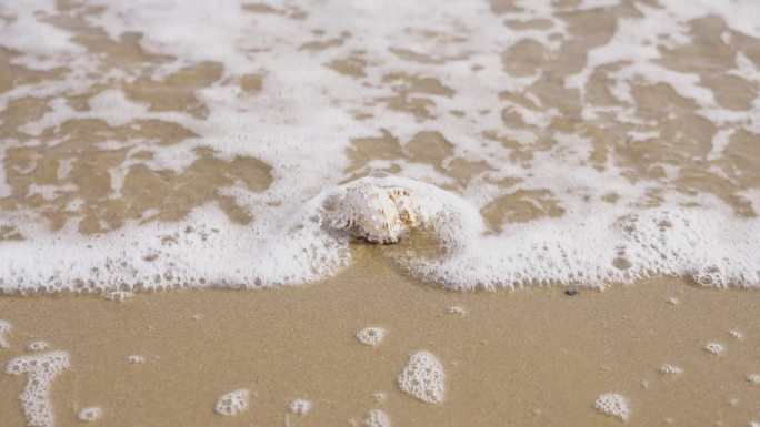 沙滩 海浪 贝壳1