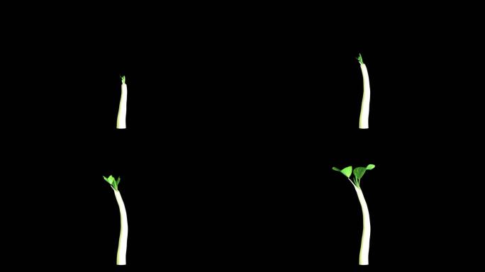 种子发芽延时生长三维动画视频素材带通道