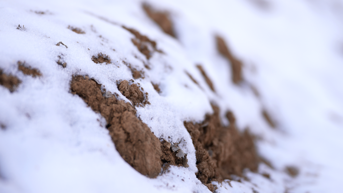 冬天下雪枯枝枯叶