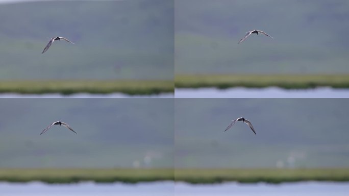 【4k】水鸟飞翔慢动作高速拍摄