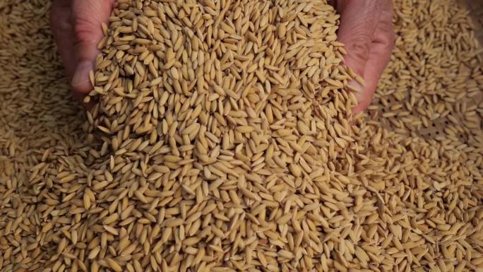 双手捧起饱满的大米稻谷收获的季节