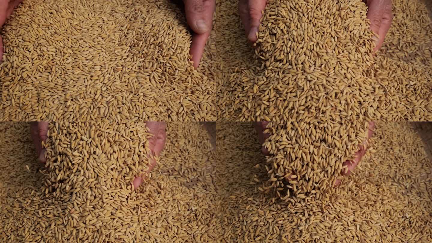 双手捧起饱满的大米稻谷收获的季节