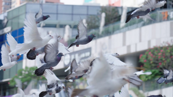 鸽子飞翔在天空