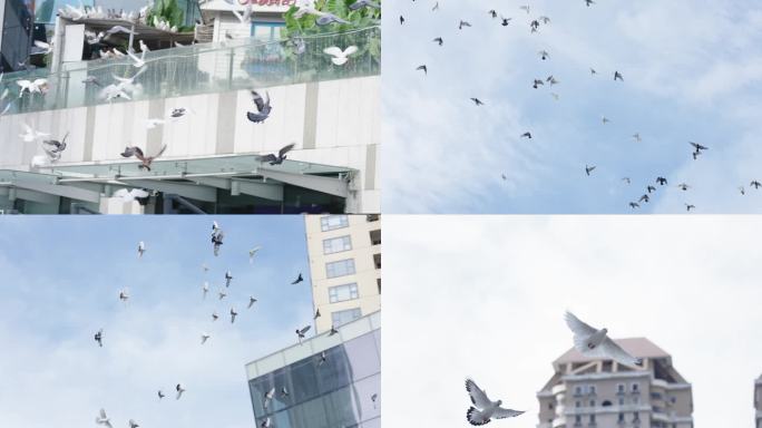 鸽子飞翔在天空