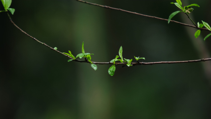 雨水滋润植物生长嫩芽春天惊蛰