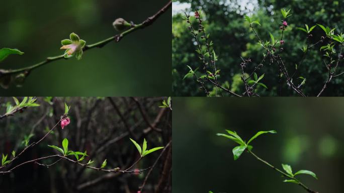 雨水滋润植物生长嫩芽春天惊蛰