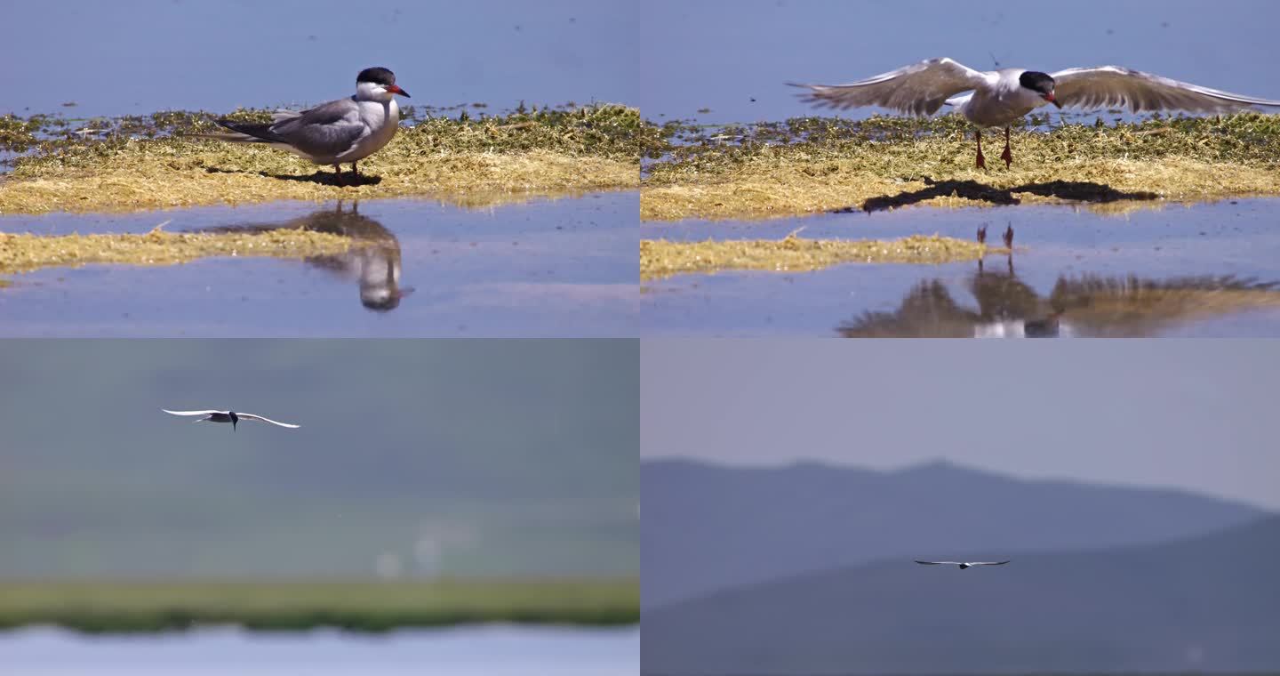 【4k】水鸟飞翔慢动作高速拍摄