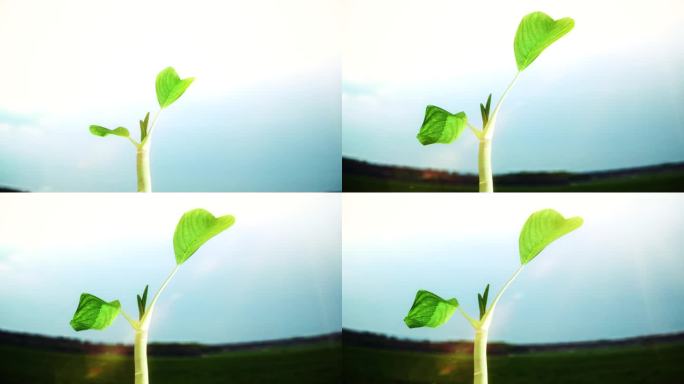 春天种子树苗生长三维动画视频素材