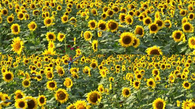 4K航拍向日葵花海素材