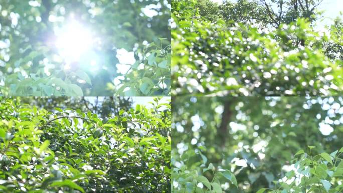阳光穿过树叶植物花草