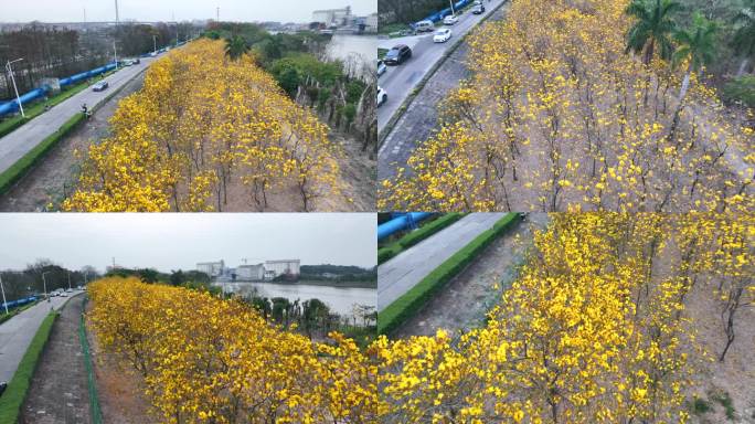 顺德黄花航拍