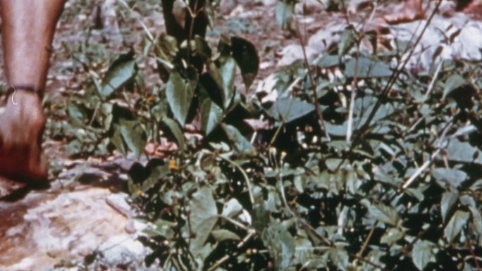 60年代亚马逊热带雨林