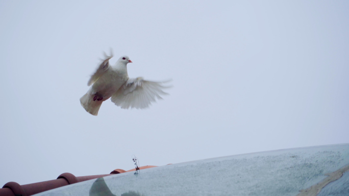 白鸽起飞和平鸽天空飞鸟屋顶鸽子起飞瞬间