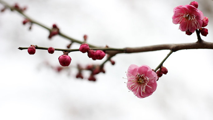 梅花实拍