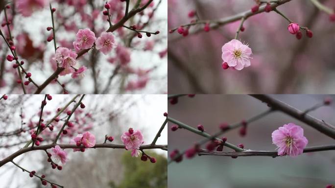 梅花实拍